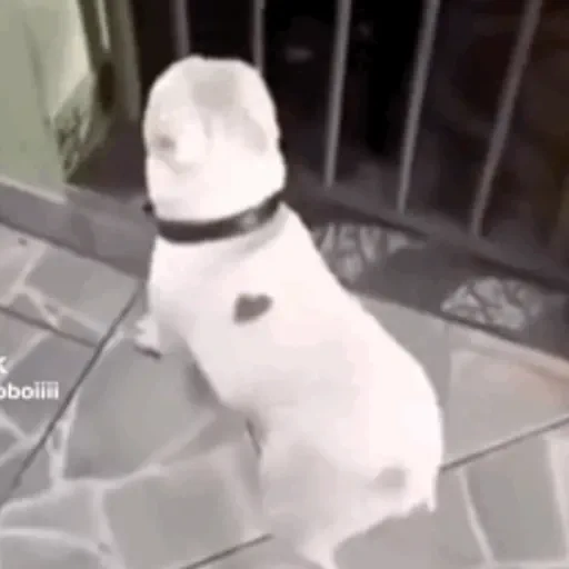 Figurinha de CATIORO (14 de 15)