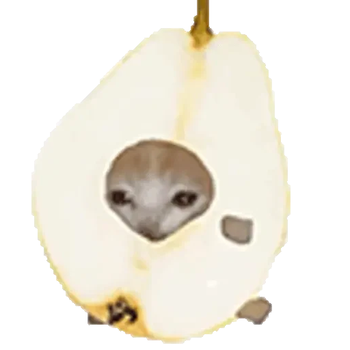Figurinha de Cats Funny Food 🐱🍉🍎🍟🍕 (22 de 25)