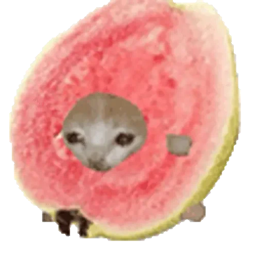 Figurinha de Cats Funny Food 🐱🍉🍎🍟🍕 (23 de 25)