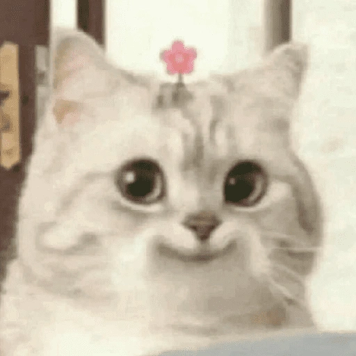 Figurinha de CATS 🐈😺 (13 de 15)