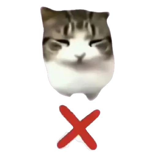 Figurinha de Dam dam dididi Cat Kitten (4 de 21)