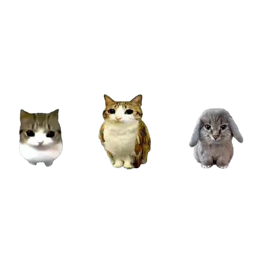 Figurinha de Dam dam dididi Cat Kitten (15 de 21)