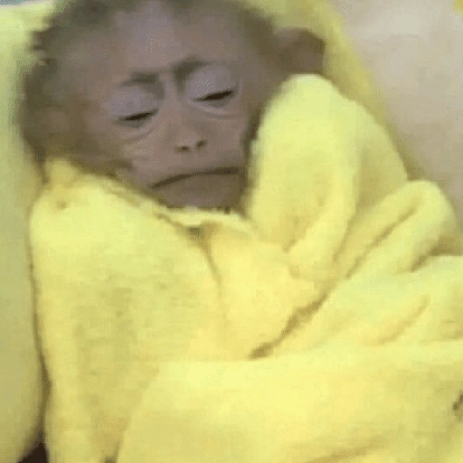 Figurinha de Dedo no queixo/macaco caco para WhatsApp (4 de 13)