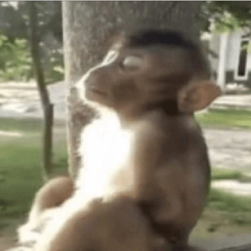 Figurinha de Dedo no queixo/macaco caco para WhatsApp (9 de 13)