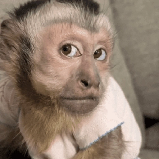 Figurinha de Dedo no queixo/macaco caco para WhatsApp (10 de 13)