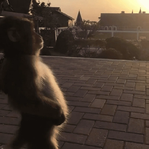 Figurinha de Dedo no queixo/macaco caco para WhatsApp (12 de 13)