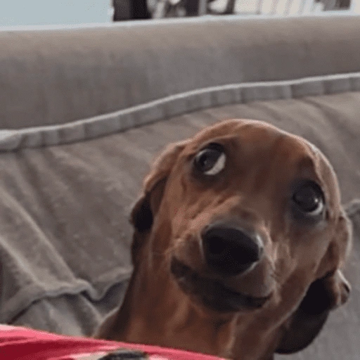 Figurinha de dogs engraçados para WhatsApp (1 de 15)