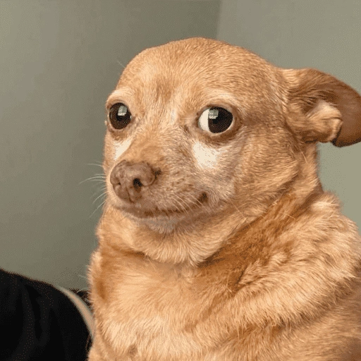 Figurinha de dogs engraçados para WhatsApp (2 de 15)