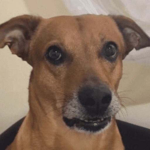 Figurinha de dogs engraçados para WhatsApp (3 de 15)
