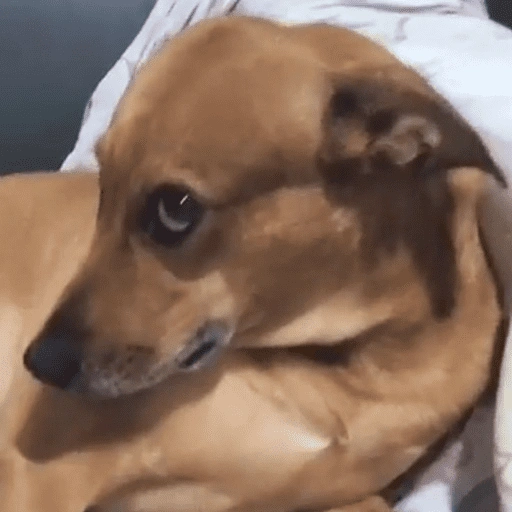 Figurinha de dogs engraçados para WhatsApp (4 de 15)