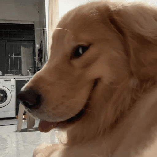 Figurinha de dogs engraçados para WhatsApp (5 de 15)