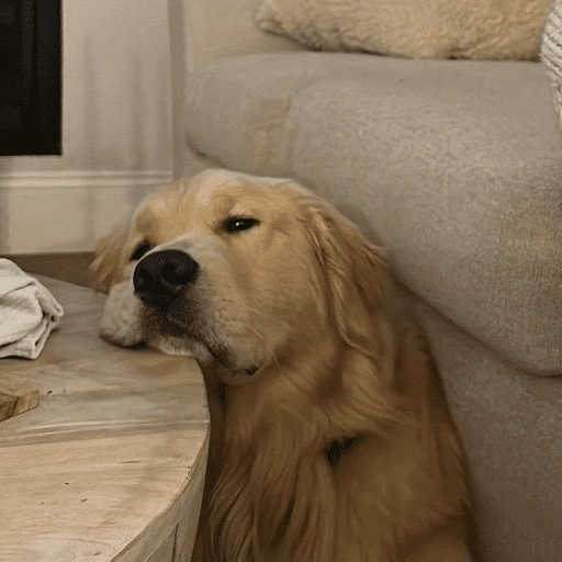 Figurinha de dogs engraçados para WhatsApp (6 de 15)