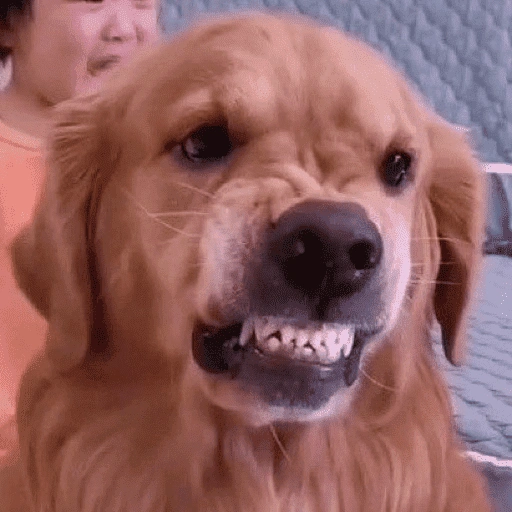 Figurinha de dogs engraçados para WhatsApp (7 de 15)