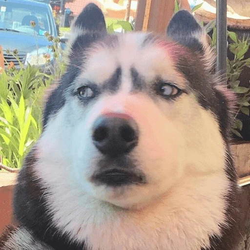 Figurinha de dogs engraçados para WhatsApp (8 de 15)