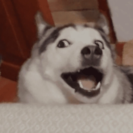 Figurinha de dogs engraçados para WhatsApp (9 de 15)