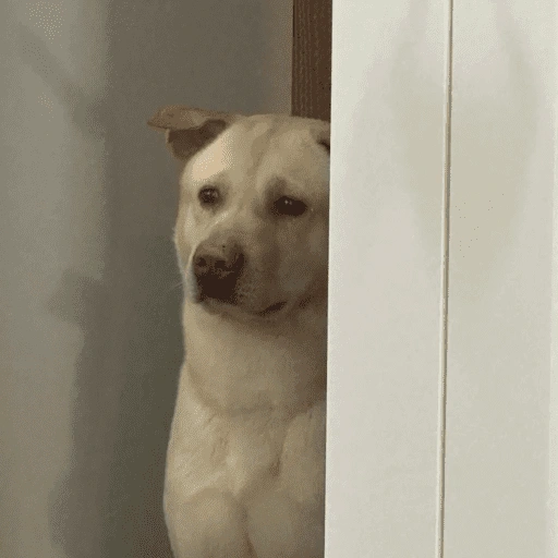 Figurinha de dogs engraçados para WhatsApp (11 de 15)