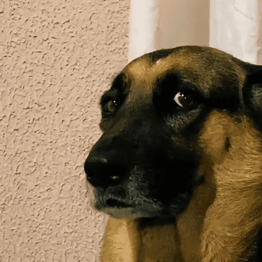 Figurinha de dogs engraçados para WhatsApp (12 de 15)
