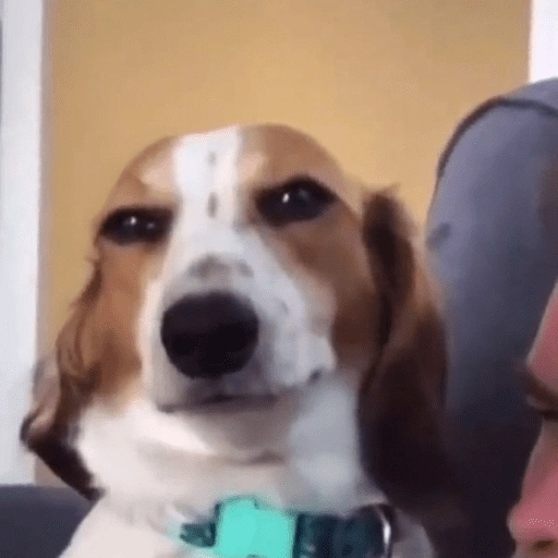Figurinha de dogs engraçados para WhatsApp (13 de 15)