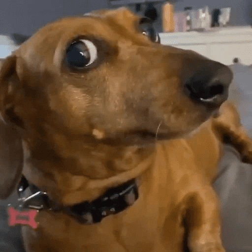Figurinha de dogs engraçados para WhatsApp (14 de 15)