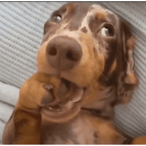 Figurinha de dogs engraçados para WhatsApp (15 de 15)