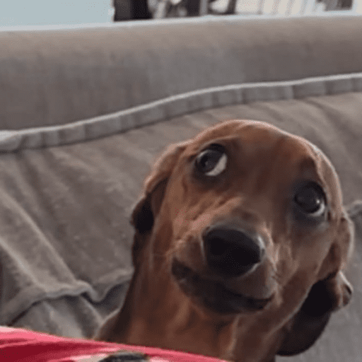 Figurinhas de dogs engraçados para WhatsApp