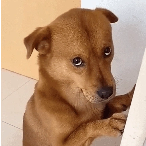 Figurinha de Doguinhos desconfiados (15 de 15)