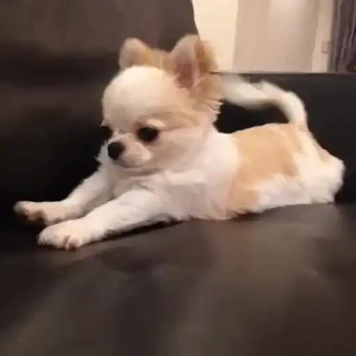 Figurinha de doguinhoss ❤️🐶 para WhatsApp (3 de 15)
