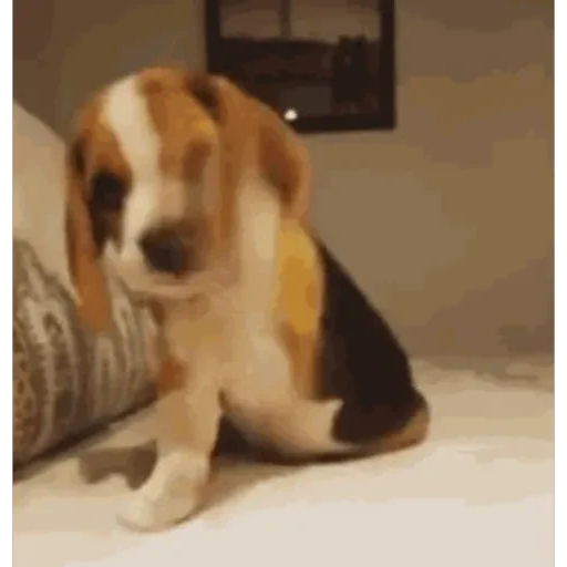 Figurinha de doguinhoss ❤️🐶 para WhatsApp (4 de 15)