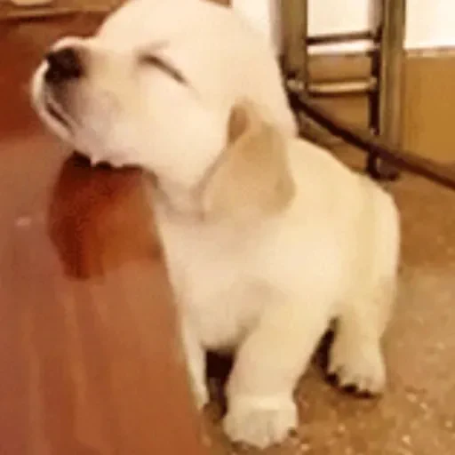 Figurinha de doguinhoss ❤️🐶 para WhatsApp (5 de 15)