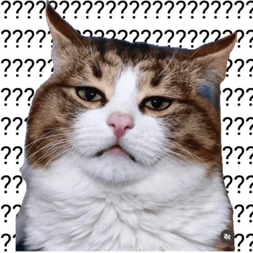 Figurinha de Emoções(ou nao) de um gato para WhatsApp (7 de 17)