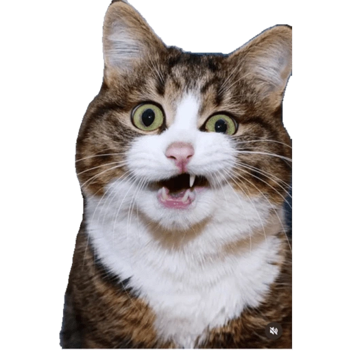 Figurinha de Emoções(ou nao) de um gato para WhatsApp (8 de 17)