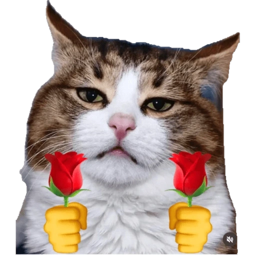 Figurinha de Emoções(ou nao) de um gato para WhatsApp (9 de 17)
