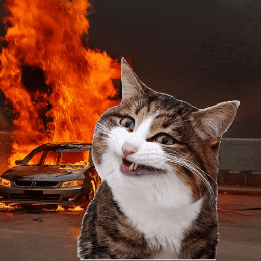 Figurinha de Emoções(ou nao) de um gato para WhatsApp (12 de 17)