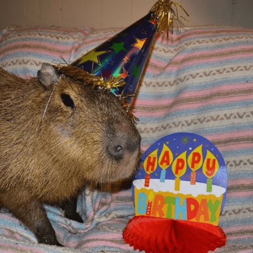 Figurinha de Feliz Aniversário dos Pets 🎂 para WhatsApp (11 de 26)