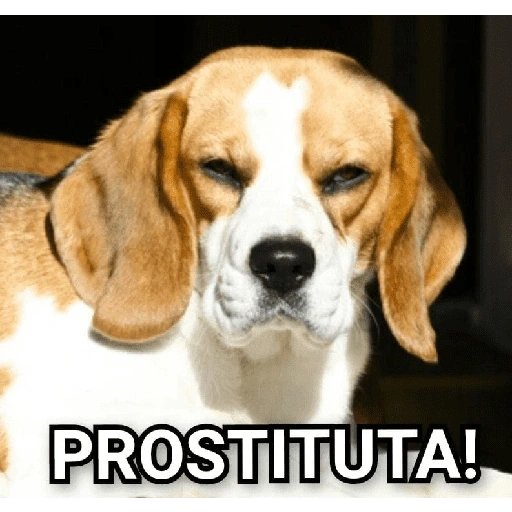 Figurinha de figurinhas de cachorro🐶 (5 de 15)