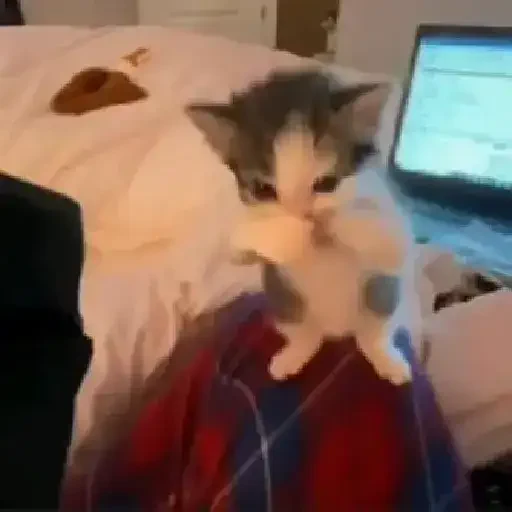 Figurinha de figurinhas famosas tiktok (29 de 30)