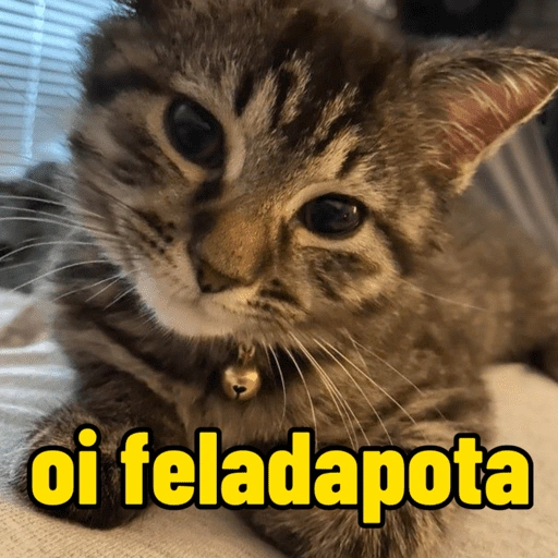 Figurinha de gatinho para reagir (3 de 16)