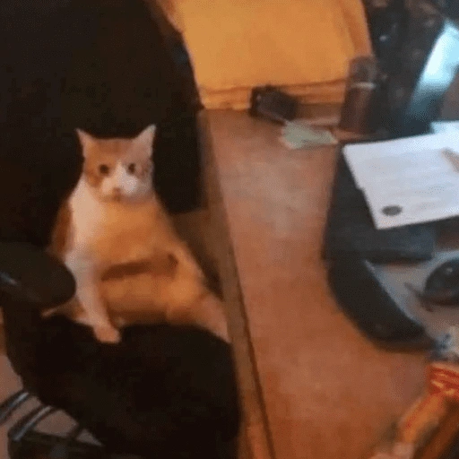 Figurinha de gatinho para reagir (4 de 16)