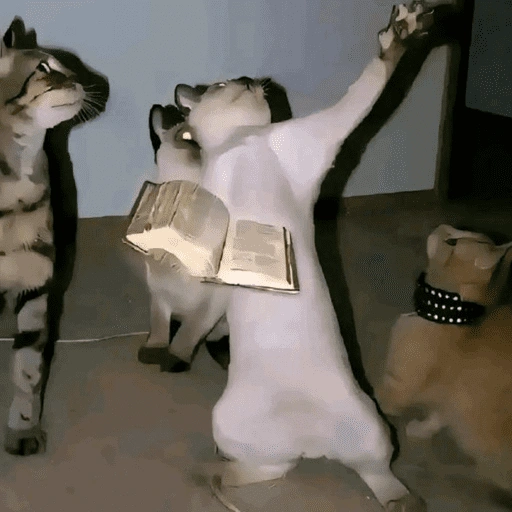 Figurinha de gatinho para reagir (6 de 16)