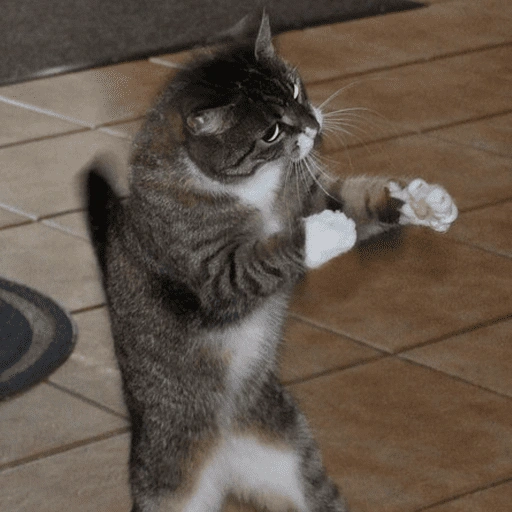 Figurinha de gatinho para reagir (12 de 16)