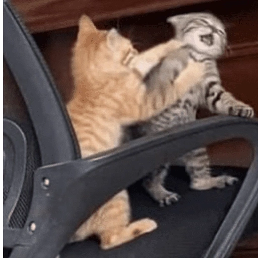 Figurinha de gatinho para reagir (16 de 16)