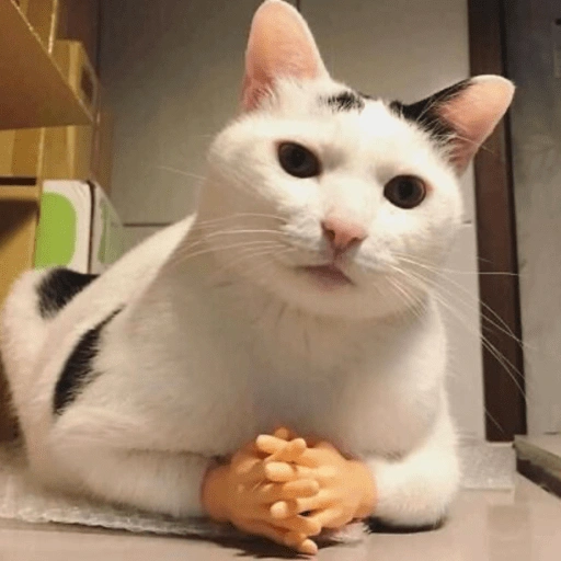 Figurinha de Gatinhos da Zoeira 🐱 para WhatsApp (2 de 30)