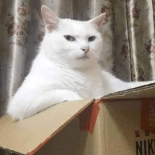 Figurinha de Gatinhos da Zoeira 🐱 para WhatsApp (5 de 30)