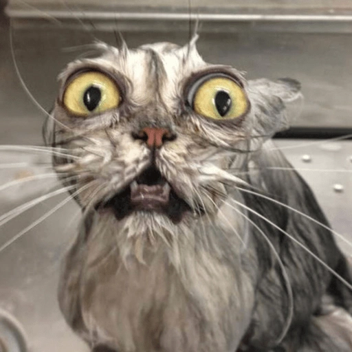 Figurinha de Gatinhos da Zoeira 🐱 para WhatsApp (6 de 30)