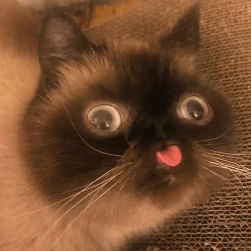 Figurinha de Gatinhos da Zoeira 🐱 para WhatsApp (9 de 30)