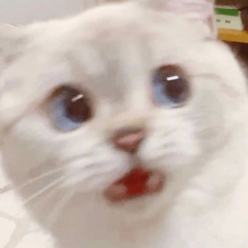 Figurinha de Gatinhos da Zoeira 🐱 para WhatsApp (10 de 30)