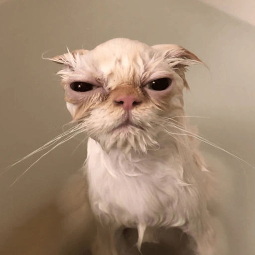 Figurinha de Gatinhos da Zoeira 🐱 para WhatsApp (11 de 30)