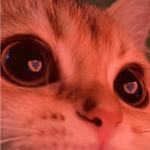 Figurinha de Gatinhos da Zoeira 🐱 para WhatsApp (14 de 30)