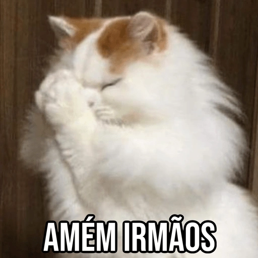Figurinha de Gatinhos da Zoeira 🐱 para WhatsApp (17 de 30)