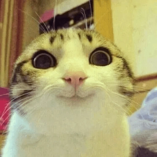 Figurinha de Gatinhos da Zoeira 🐱 para WhatsApp (22 de 30)